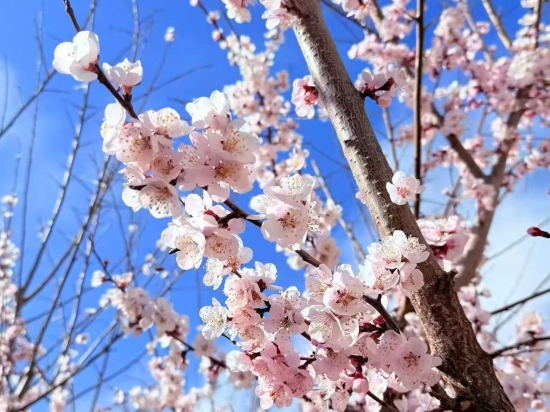循草木足迹，践育人初心 | 财经旅游学院开展“植物寻迹”主题系列活动