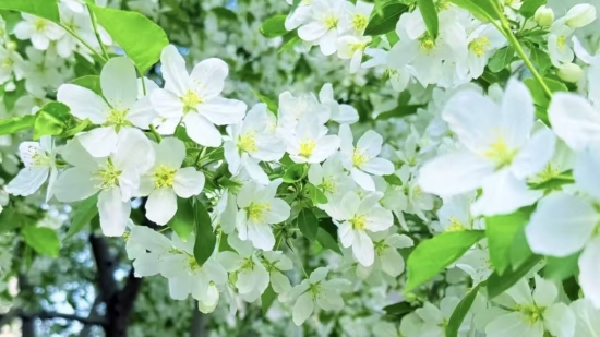 循草木足迹,践育人初心 | 财经旅游学院开展“植物寻迹”主题系列活动